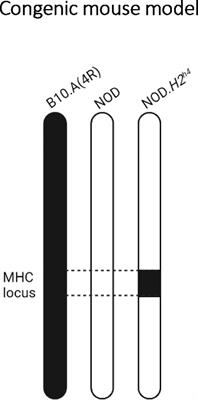 The NOD Mouse Beyond Autoimmune Diabetes